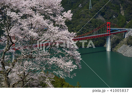 高知県仁淀川町 大渡ダム湖畔の一本桜の写真素材