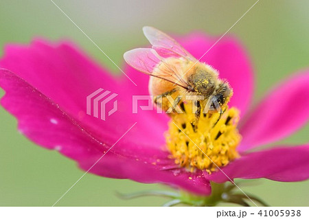 コスモス畑とミツバチ コスモス　　上場高原　　出水市　鹿児島県 41005938