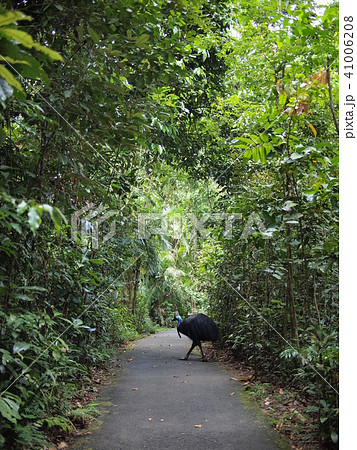 森林 ヒクイドリ 森林 ヒクイドリ 41006208