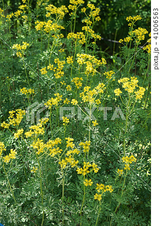 ルーの花 41006563