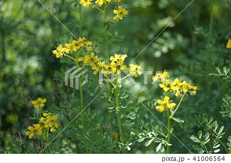 ルーの花の写真素材