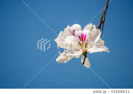 Bautiful white flower this name Bauhinia variegata 41006631
