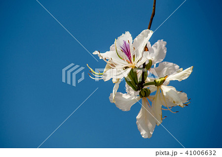 Bautiful white flower this name Bauhinia variegata Bautiful white flower this name Bauhinia variegata 41006632