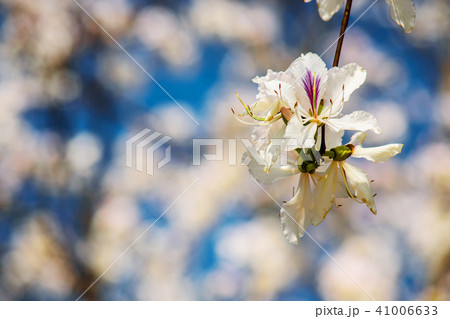 Bautiful white flower this name Bauhinia variegata Bautiful white flower this name Bauhinia variegata 41006633