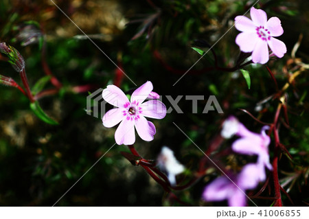 シバザクラの開花 41006855