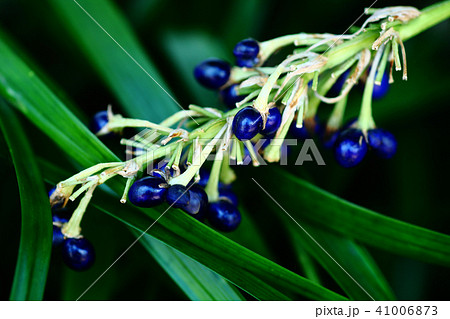 ノシラン 青い残り実 ノシラン 青い残り実 41006873