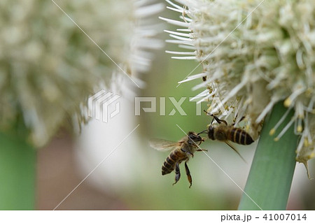 ネギ坊主とミツバチ 41007014