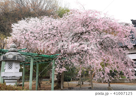 実相寺の桜03 実相寺の桜03 41007125