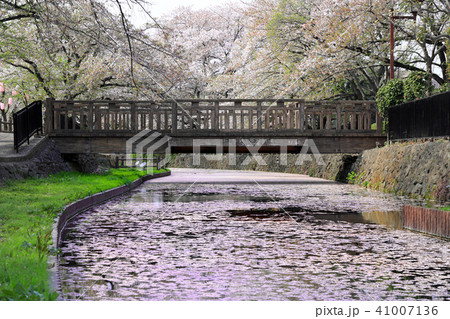 若泉公園の桜02 41007136