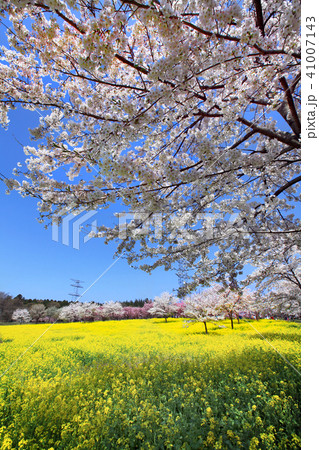 赤城南面千本桜05 41007143