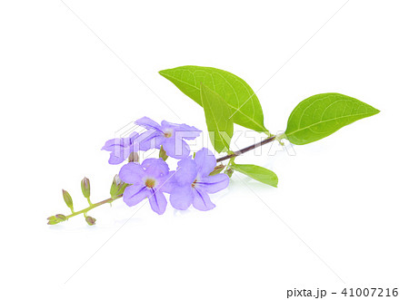 golden dewdrop,sky flower,pigeon berry isolated  41007216