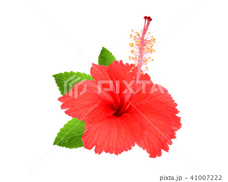 red hibiscus flower with green leaves isolated red hibiscus flower with green leaves isolated 41007222