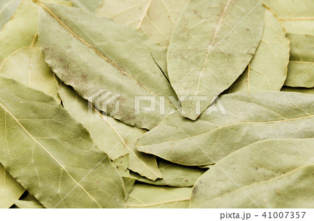 ローリエ（月桂樹） 41007357