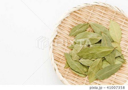 ローリエ（月桂樹） 41007358