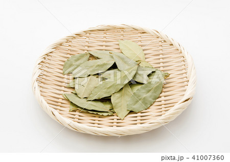 ローリエ(月桂樹) ローリエ(月桂樹) 41007360