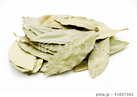 ローリエ（月桂樹） 41007362