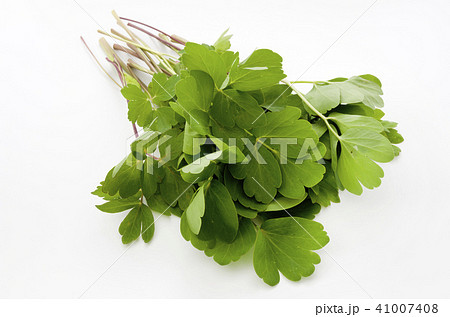 長命草(ボタンボウフウ) 長命草(ボタンボウフウ) 41007408