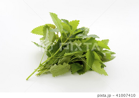 レモンバーム レモンバーム 41007410