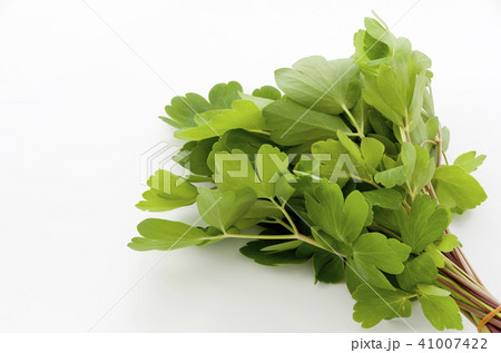 長命草（ボタンボウフウ） 41007422