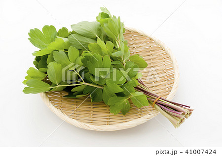 長命草（ボタンボウフウ） 41007424