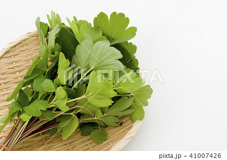 長命草(ボタンボウフウ) 長命草(ボタンボウフウ) 41007426