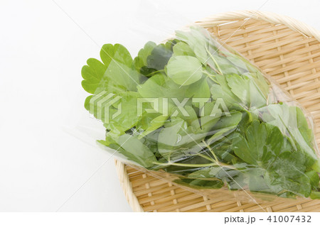 長命草（ボタンボウフウ）袋入り 41007432