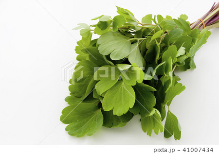 長命草(ボタンボウフウ) 長命草(ボタンボウフウ) 41007434