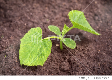 young cucumber seedlings in the ground 41007597