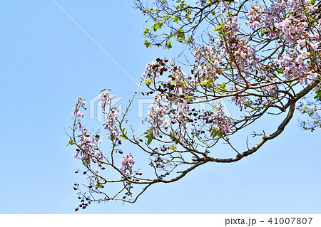 桐の花 桐の花 41007807