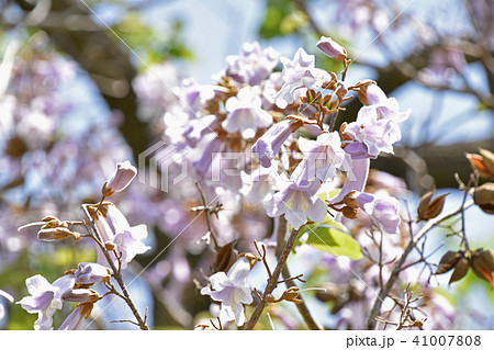 桐の花 桐の花 41007808