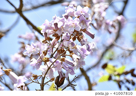桐の花 桐の花 41007810