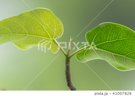 Bodhi Tree green leaf on the nature background 41007826