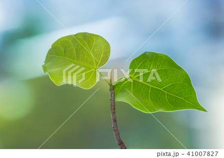 Bodhi Tree green leaf on the nature background 41007827