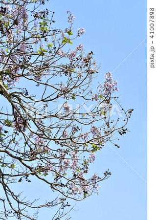 桐の花 41007898