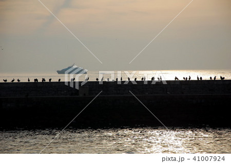 Silhouettes of seagulls at sunset 41007924