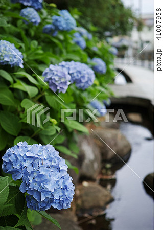 沿道に咲くアジサイの花 41007958