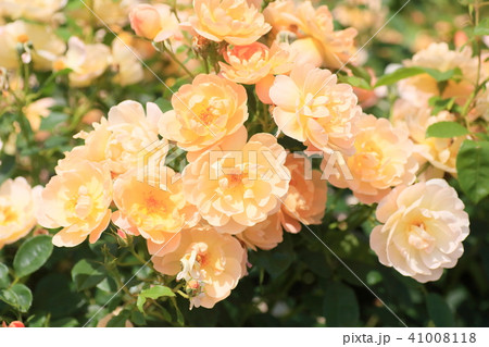 初夏のバラ　黄色のバラの花 41008118