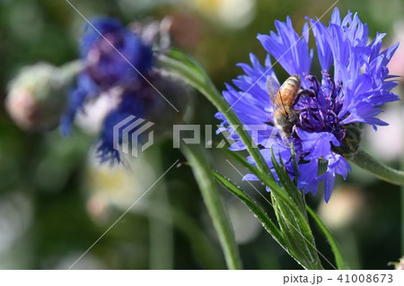 矢車草とミツバチの写真素材