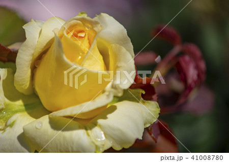 屋外 室外 バラ 41008780