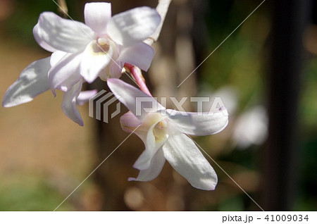 セッコク（着生ラン） 41009034