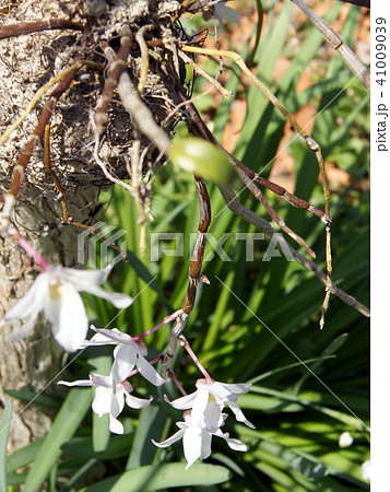 セッコク（着生ラン） 41009039