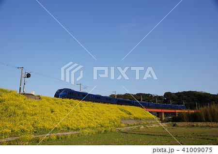 【883系・特急ソニック】春爛漫、澄み切った青空と菜の花の絨毯 【883系・特急ソニック】春爛漫、澄み切った青空と菜の花の絨毯 41009075