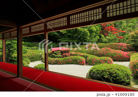 サツキ咲く大池寺 41009180