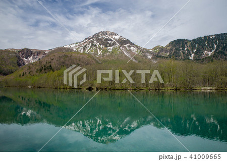 上高地　大正池と焼岳（新緑） 41009665