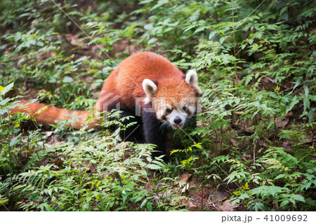 Red panda looking at camera in the forest - China 41009692