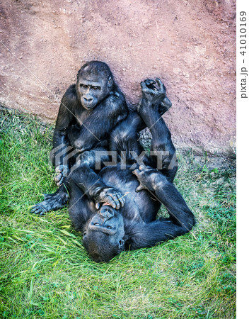 Young Western lowland gorilla - mother with cub 41010169