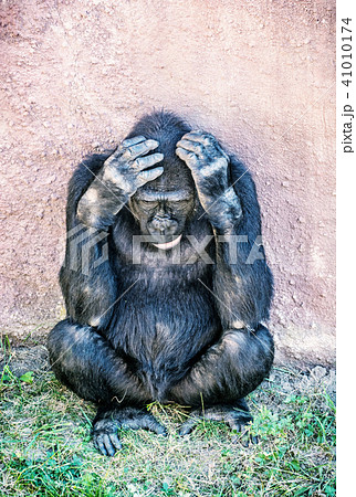 Western lowland gorilla is thinking 41010174