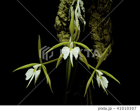 原種洋ランEpidendrum parkinsonianumの写真 原種洋ランEpidendrum parkinsonianumの写真 41010307