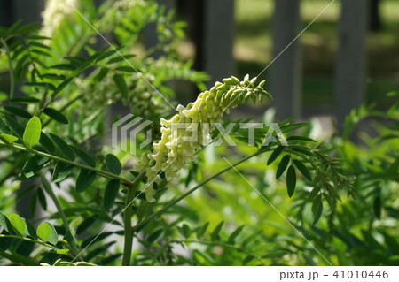 クララ クララ 41010446