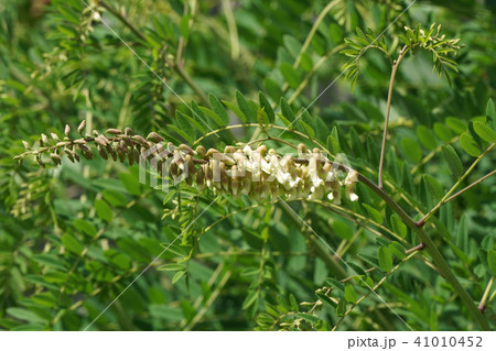 クララ クララ 41010452